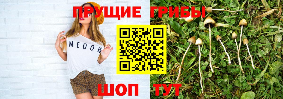 Галлюциногенные грибы Psilocybe Саров